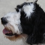 IMG_5234 IMG_5234