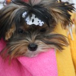 IMG_5331 IMG_5331