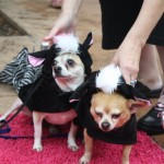 IMG_5417 IMG_5417