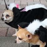 IMG_5424 IMG_5424